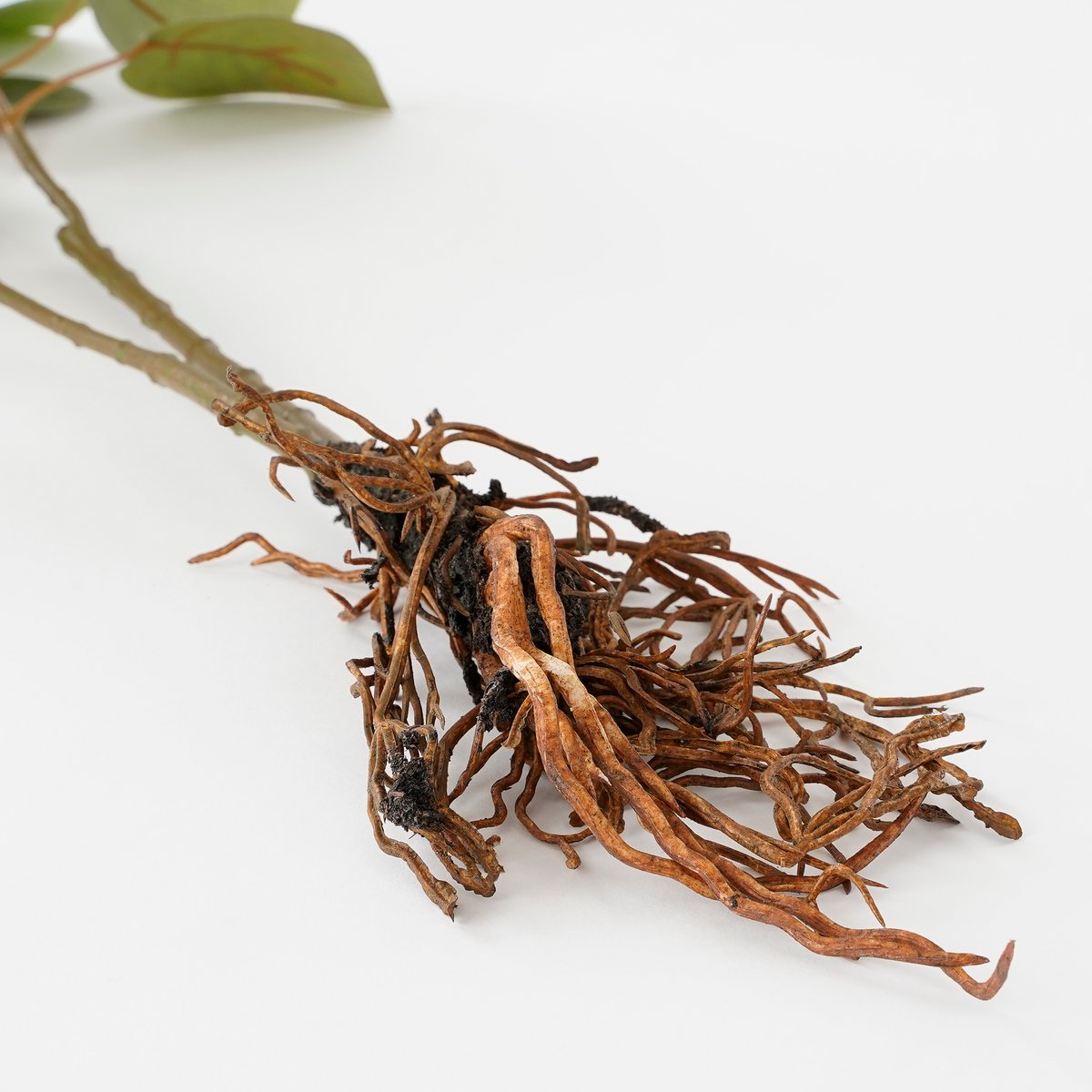 Glimmerdekorationen – Künstliche Eukalyptuspflanze – L12 x B28 x H64 cm – Grün