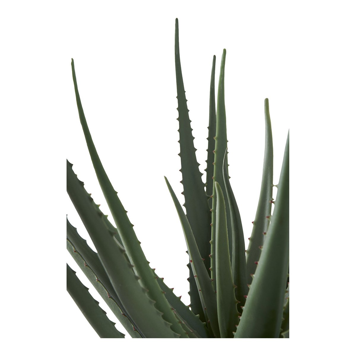 Haus Nordic - Aloe Vera