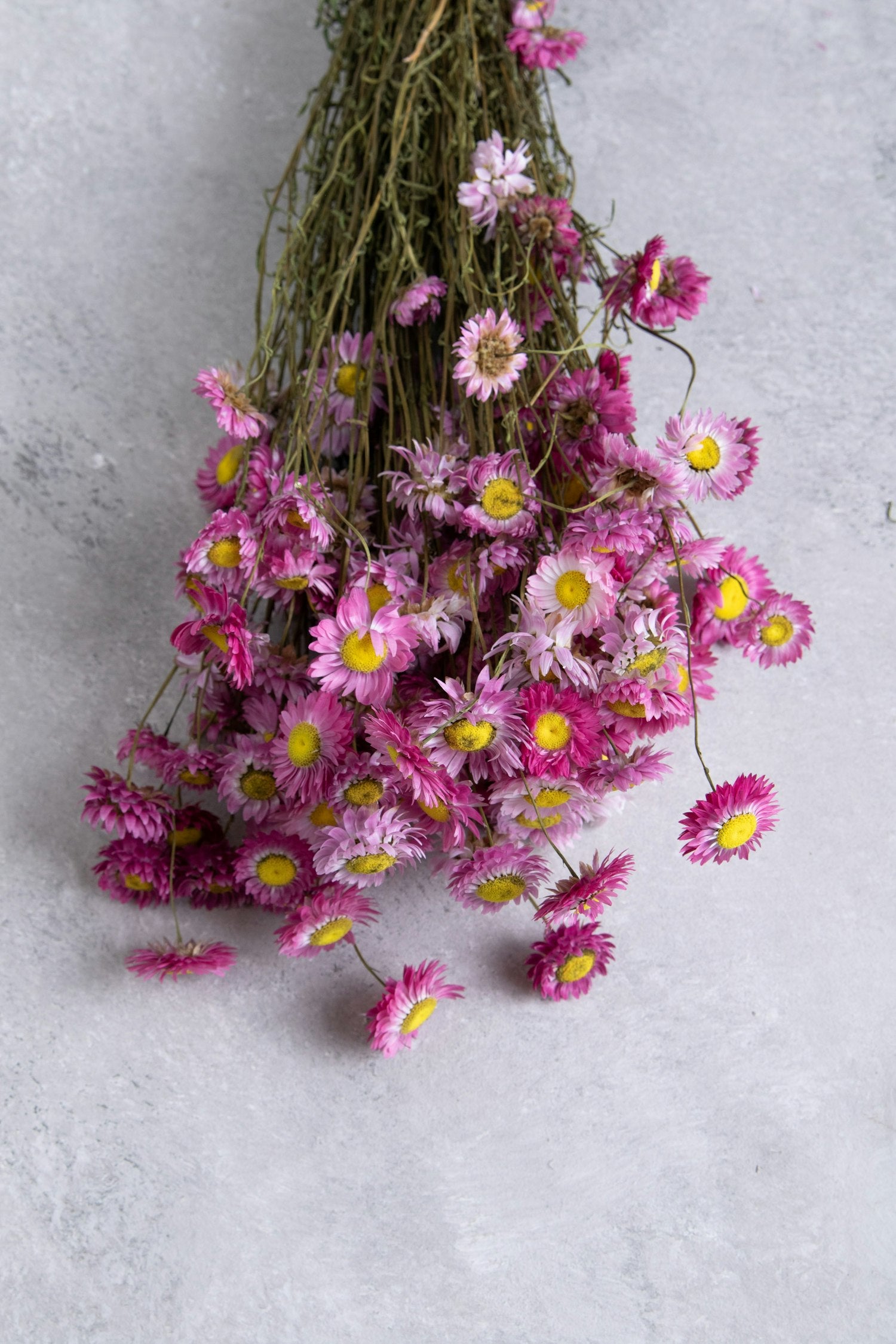 Couronne - Bundeltje gedroogde bloemen 'Acroclinium' (3 stuks per bundel