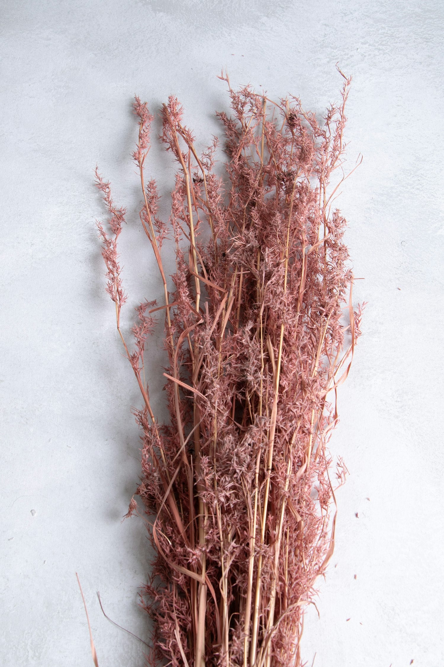 Couronne - Decoratief gedroogd gras 'Alpha' (Light pink)