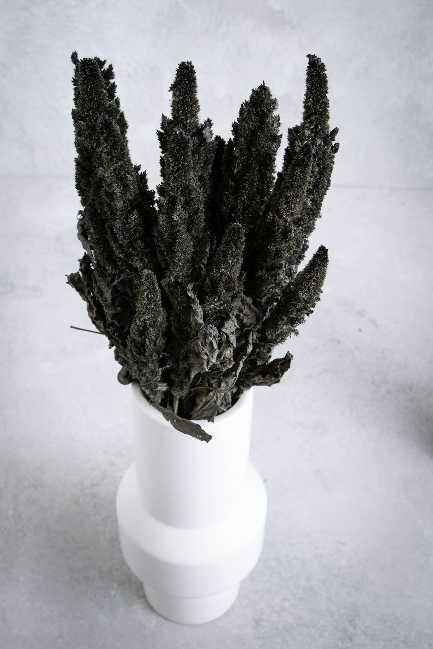 Couronne - Bundeltje gedroogde bloemen 'Amaranthus' (Black)