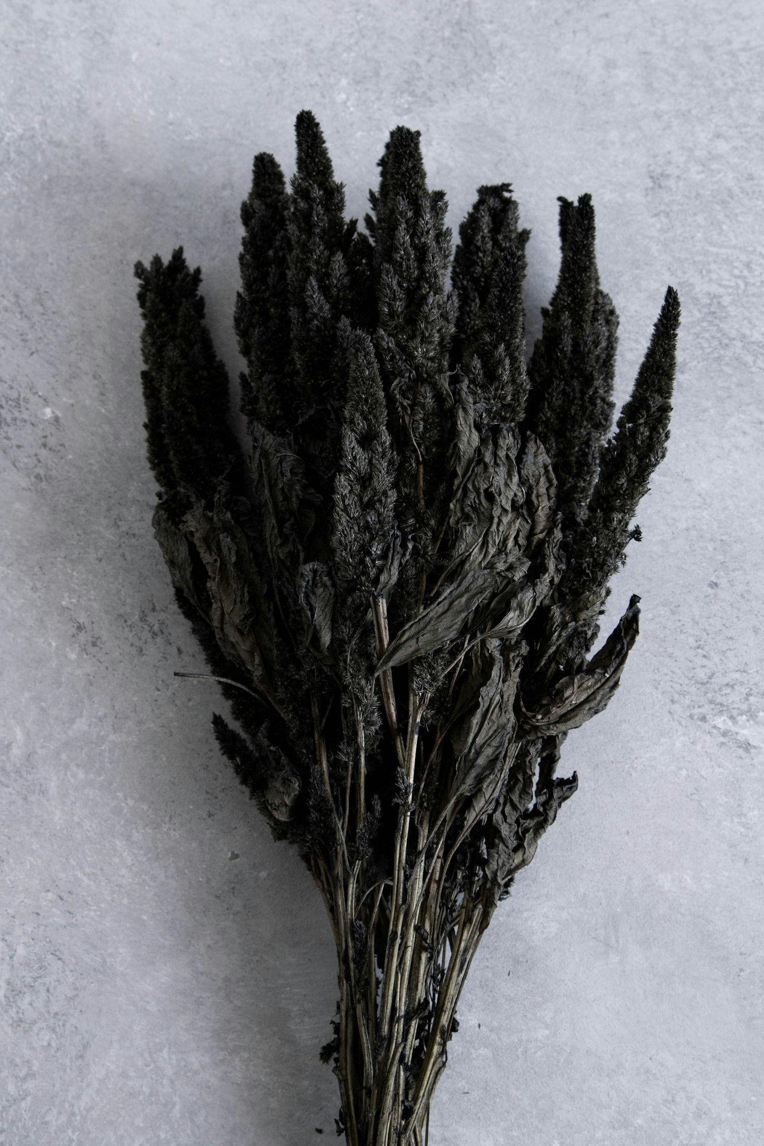 Couronne - Bundeltje gedroogde bloemen 'Amaranthus' (Black)
