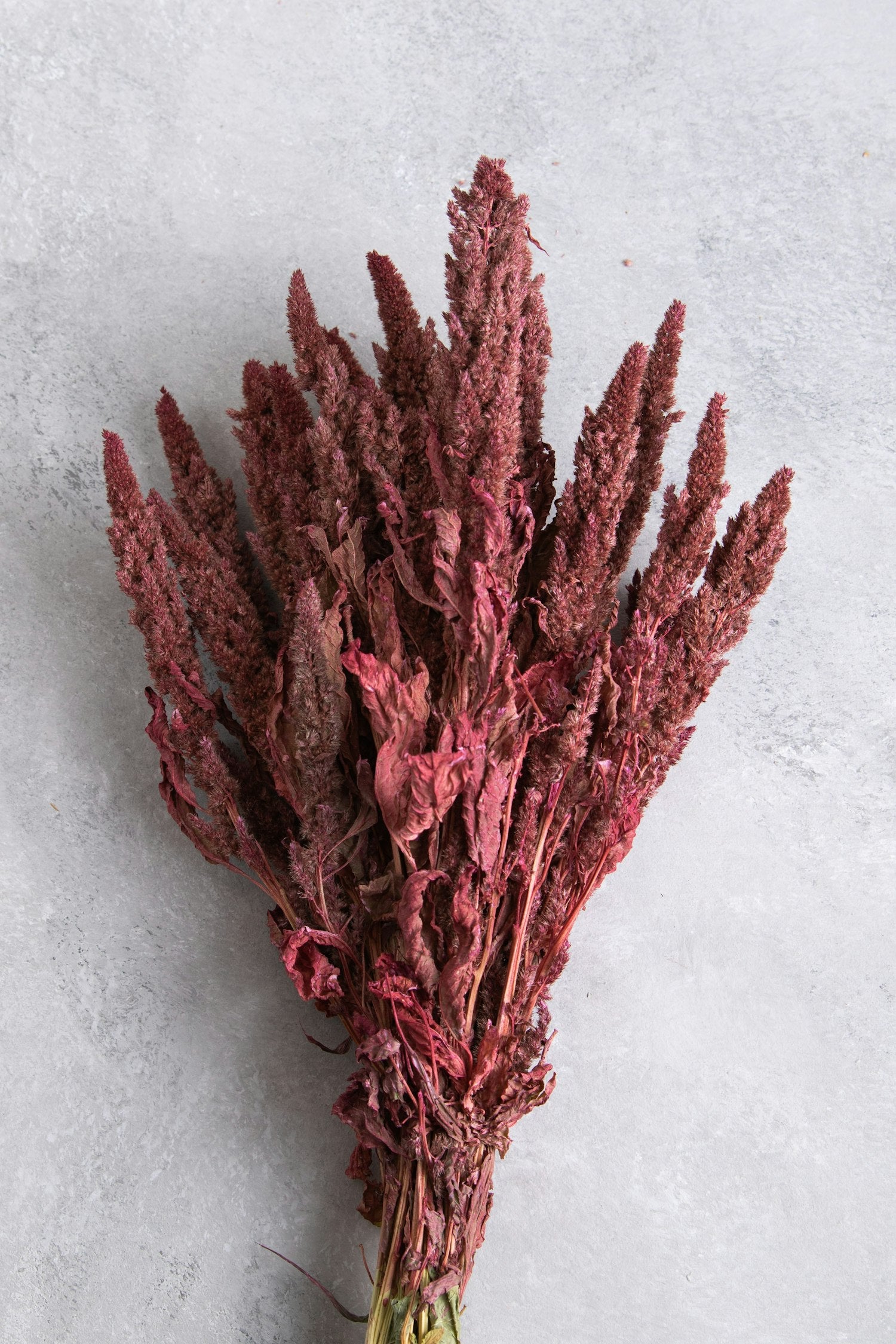 Couronne - Bundeltje gedroogde bloemen 'Amaranthus' (Old pink)