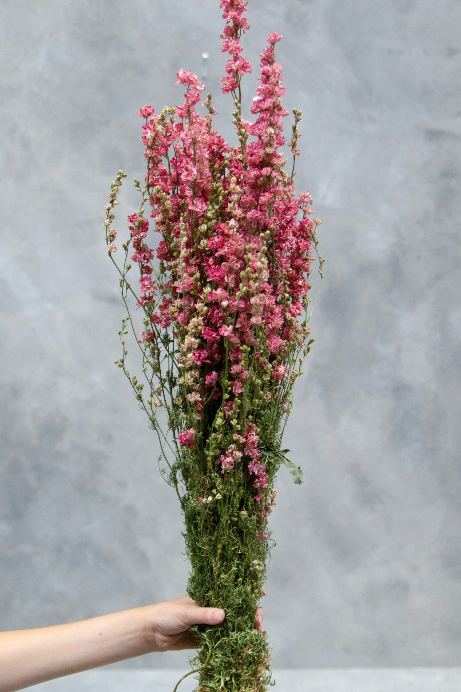 Couronne - Bundeltje gedroogde bloemen 'Delphinium' (Pink)