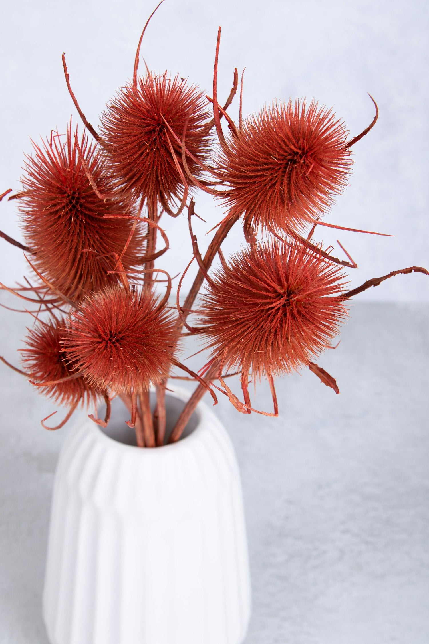 Couronne - Bundeltje gedroogde bloemen 'Dipsacus' (Red)