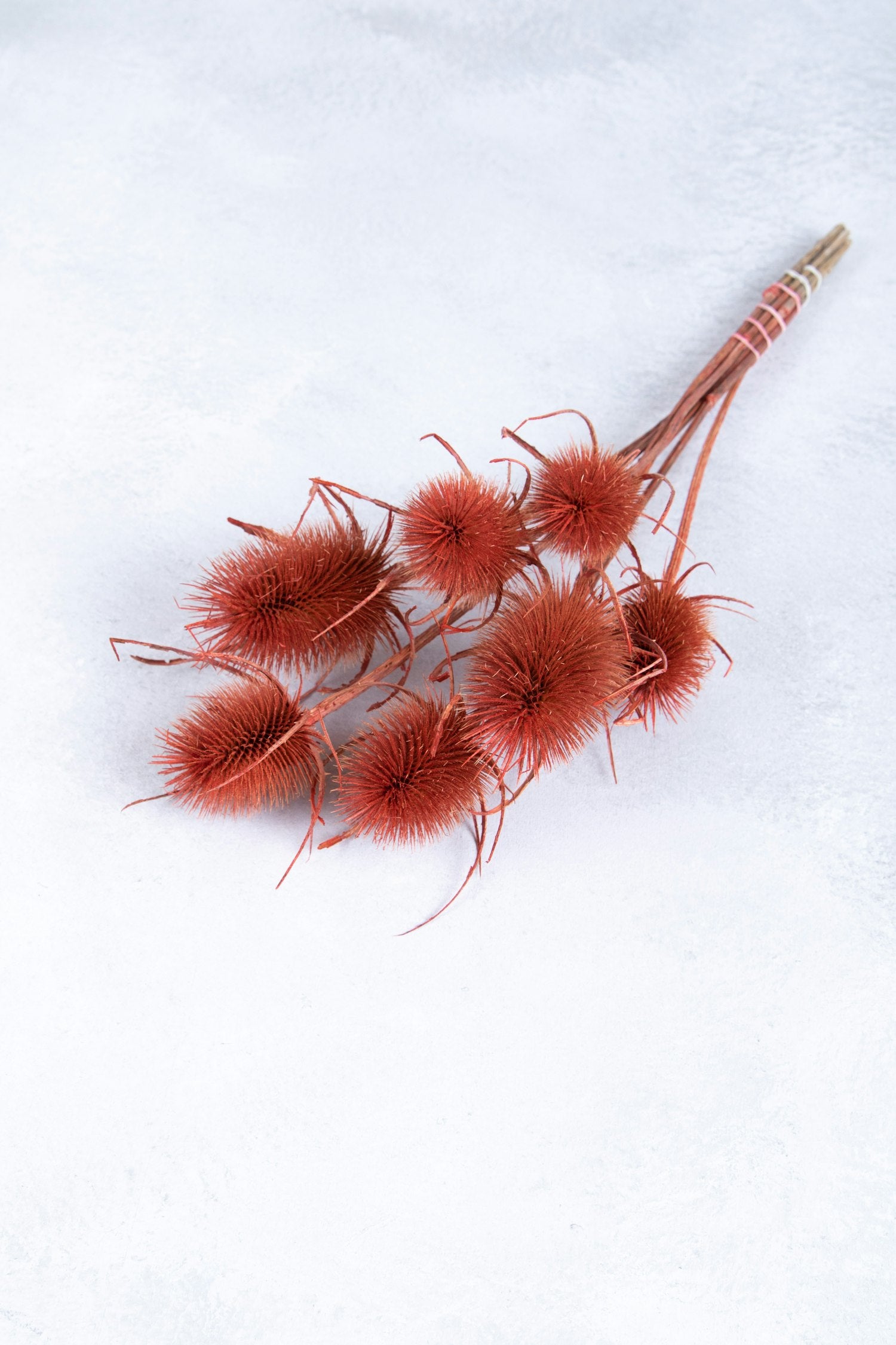 Couronne - Bundeltje gedroogde bloemen 'Dipsacus' (Red)