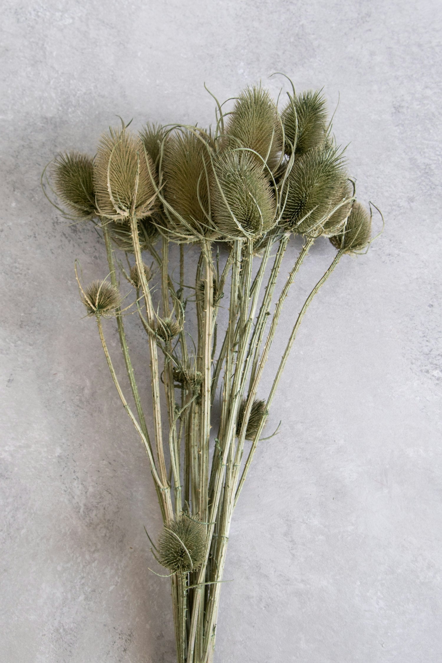 Couronne - Bundeltje gedroogde bloemen 'Dipsacus' (Light green)