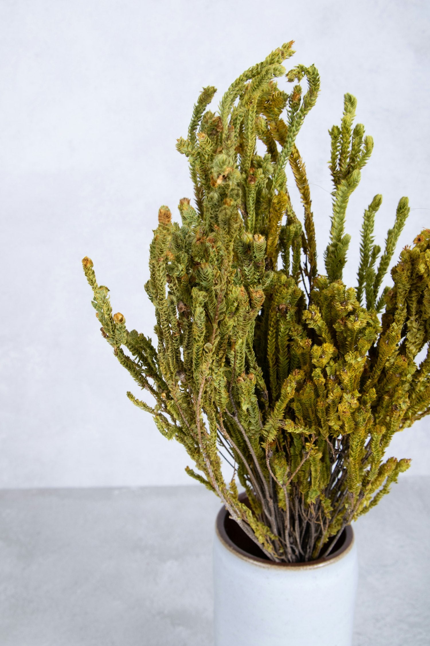 Couronne - Bundeltje gedroogde bloemen 'Euphorbia' (Natural)