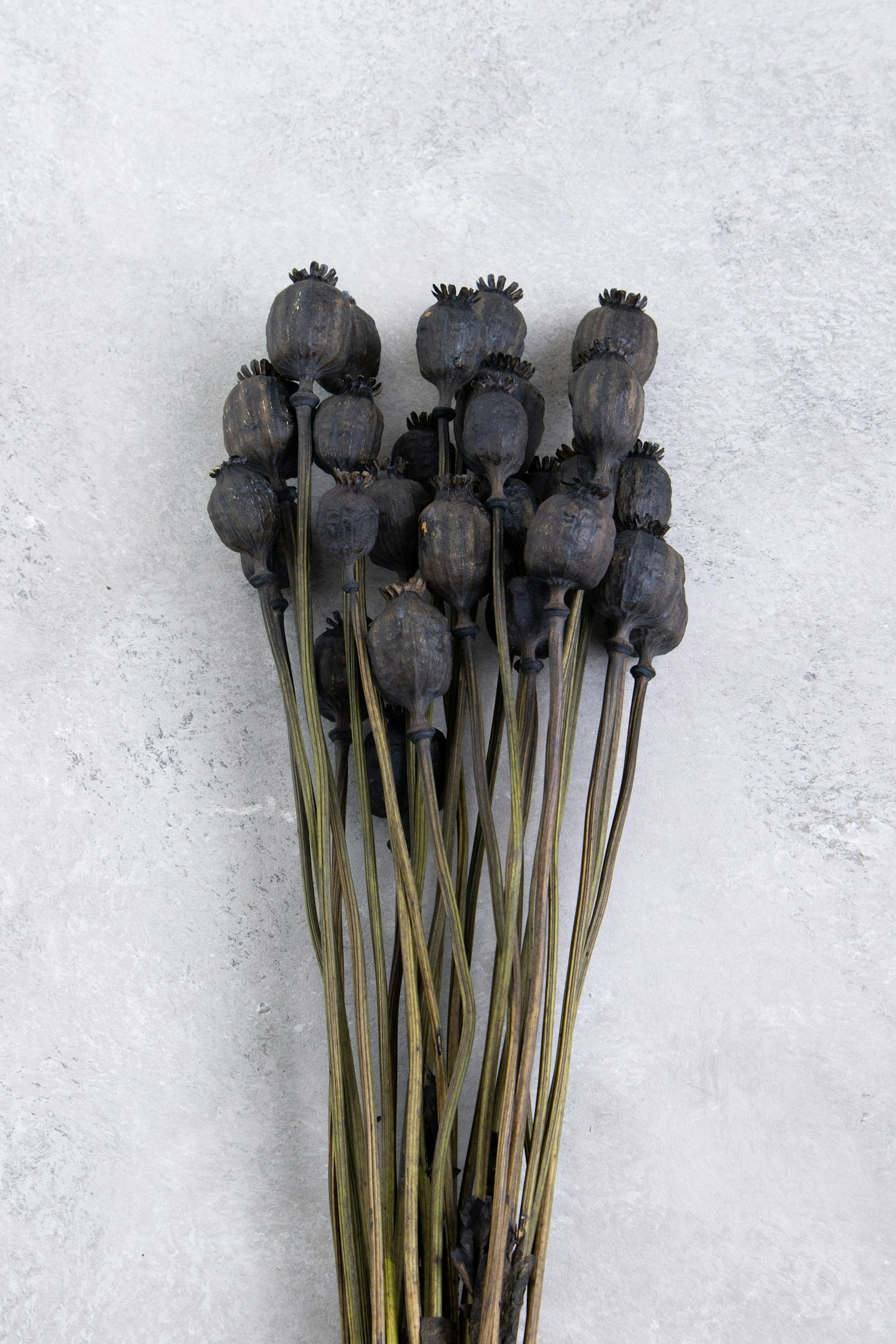 Couronne - Bundeltje gedroogde bloemen 'Papaver' (Black)