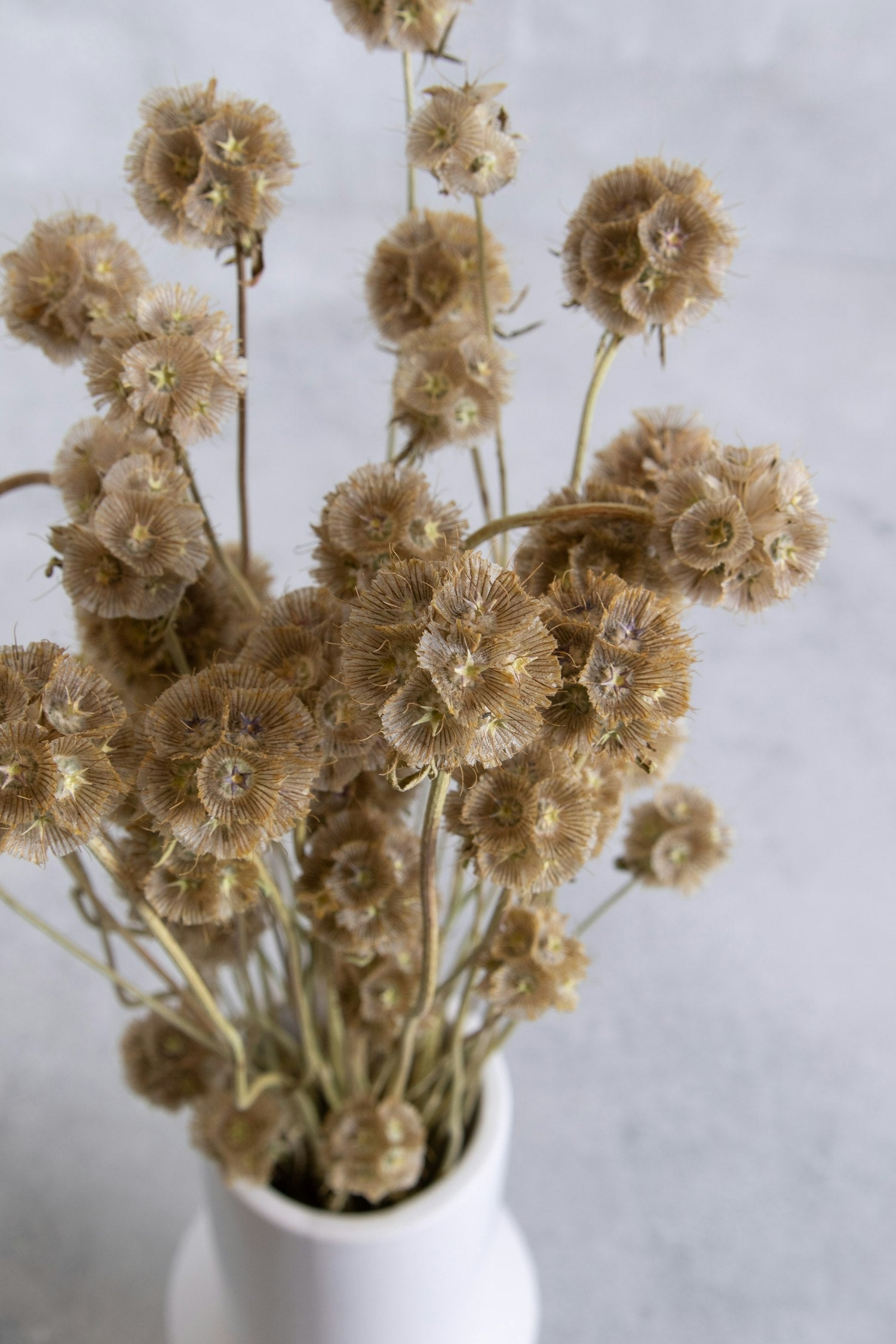 Couronne - Bundeltje gedroogde bloemen 'Scabiosa Stellata Pod' (Natural)