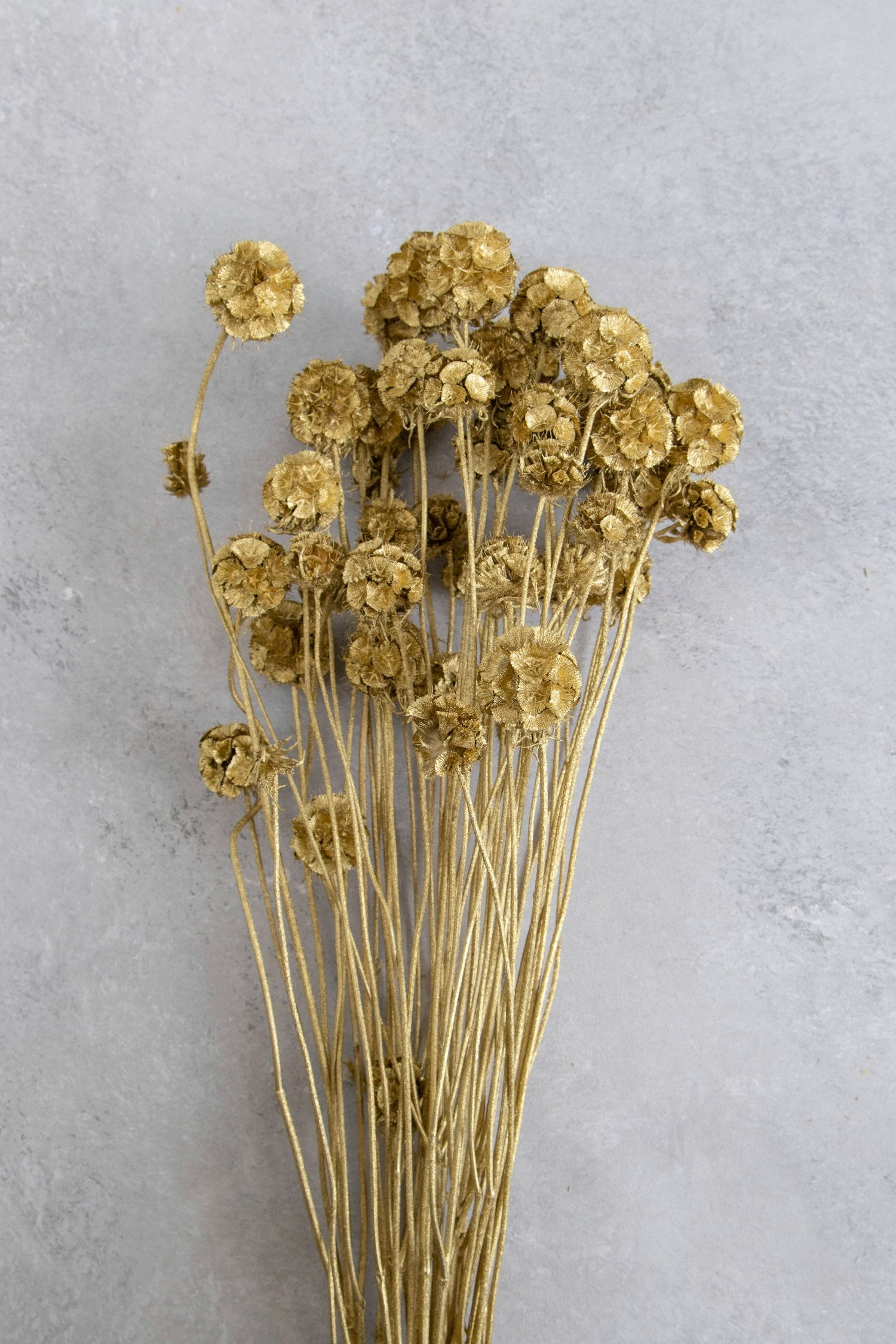 Couronne - Bundeltje gedroogde bloemen 'Scabiosa Stellata Pod' (Gold)