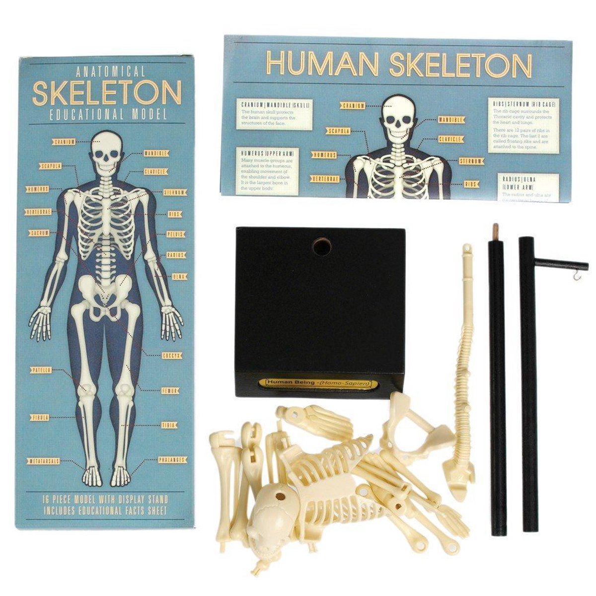 Rex London - Anatomisch skeletmodel 'Op houten voet'
