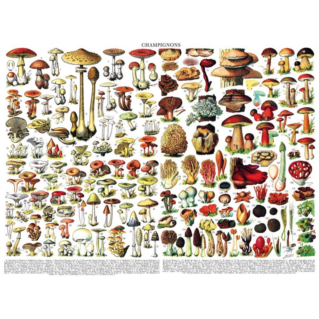 New York Puzzle Company - Puzzle 'Champignons ~ Champignons' (1000 pièces)