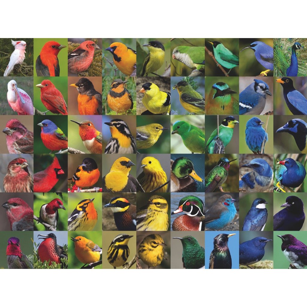 New York Puzzle Company - Puzzle „Regenbogen der Vögel“ (1000 Teile)