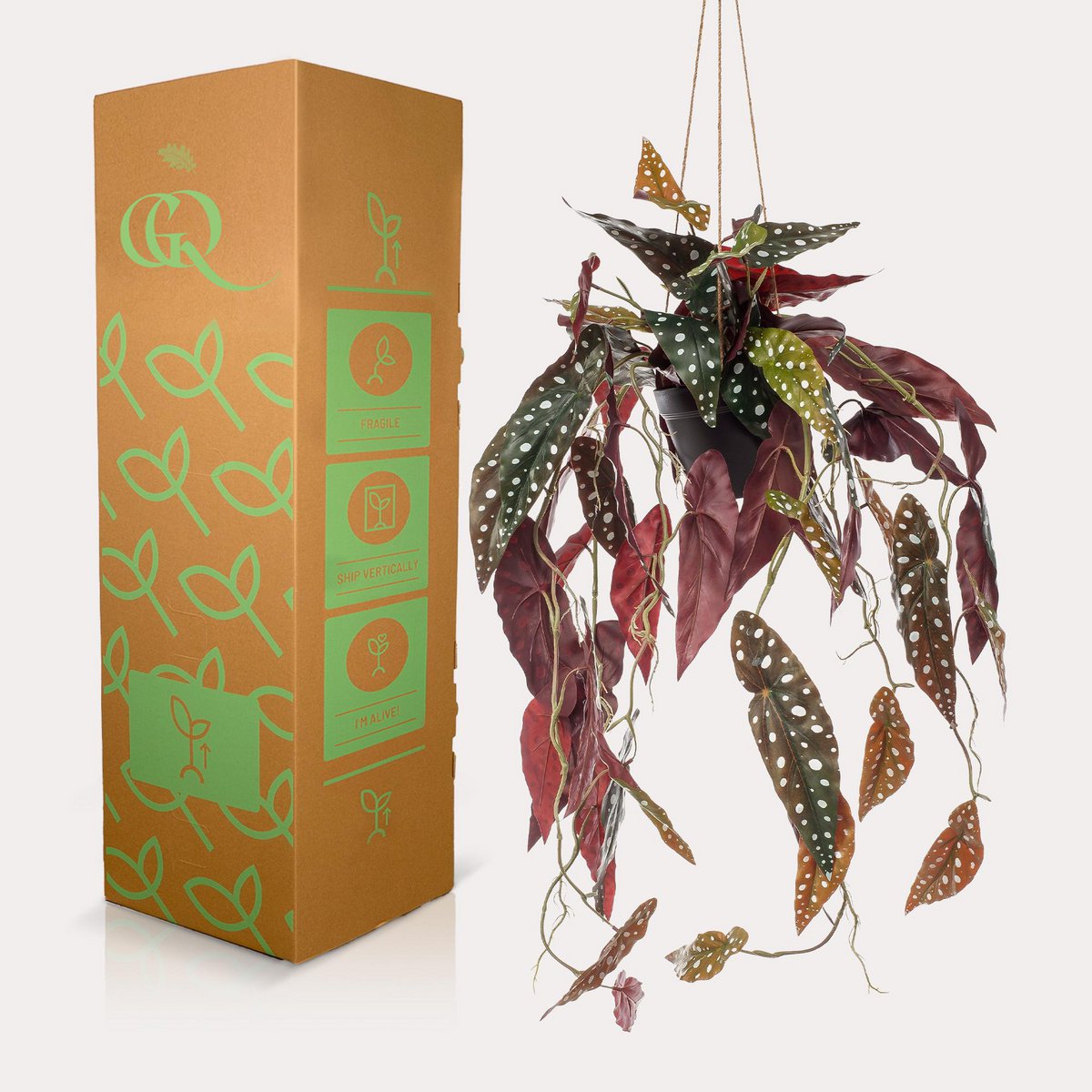 Green BoutiQ - Kunstplant - Begonia Maculata - Stippenbegonia - 80 cm