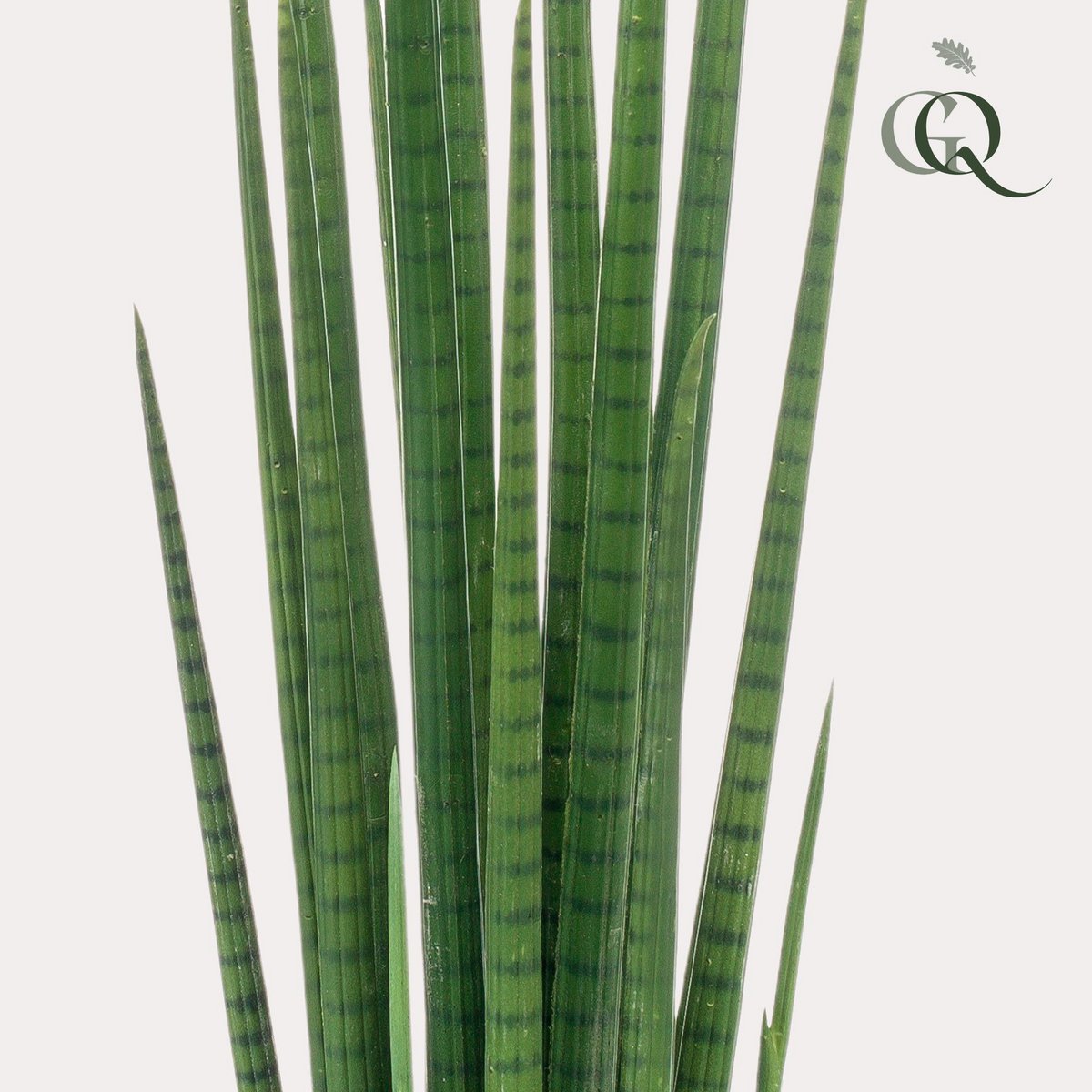 Green BoutiQ - Kunstplant - Sanseveria Cylindrica - Vrouwentong - 70 cm