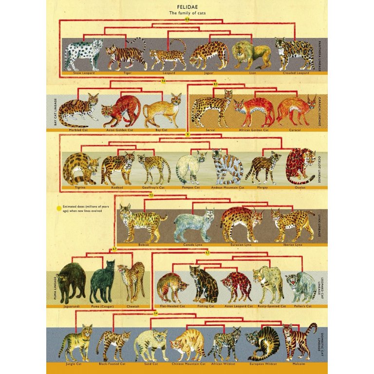 New York Puzzle Company - Puzzle „Feline Family Tree“ (500 Teile)