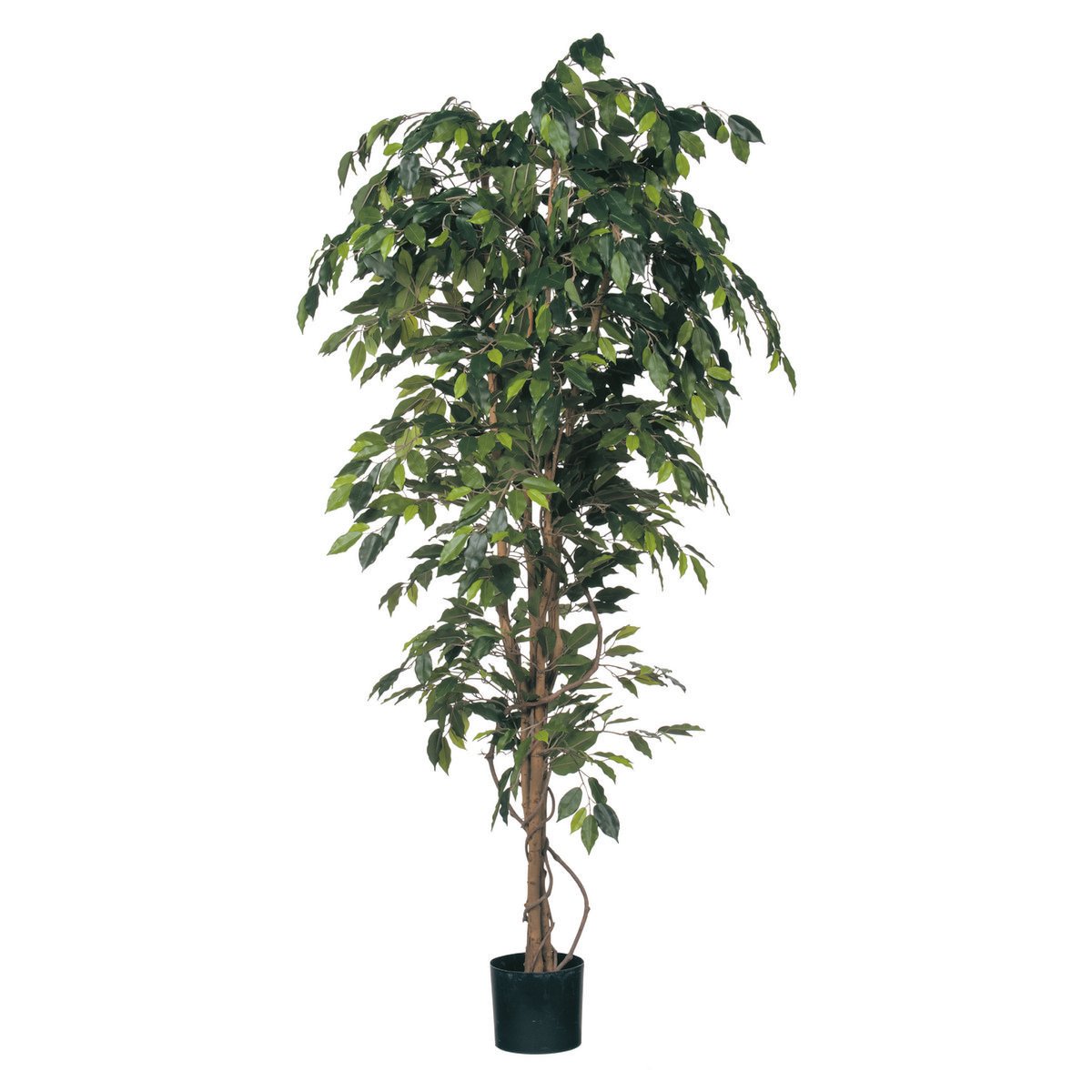 Glimmerdekorationen – Künstliche Ficus-Pflanze – H210 x Ø100 cm – grün