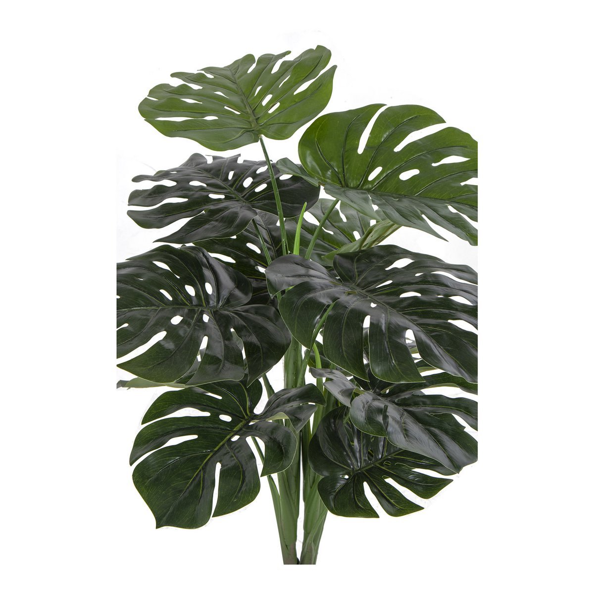 Haus Nordic - Monstera