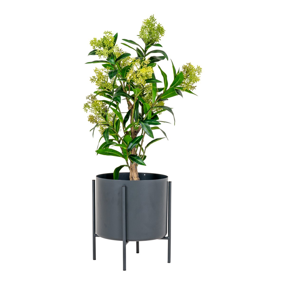 House Nordic - Arbre Skimmia - Vert