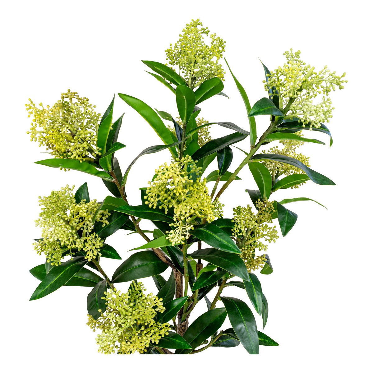 House Nordic - Arbre Skimmia - Vert