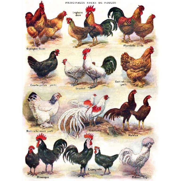 New York Puzzle Company - Puzzle 'Poules ~ Geflügel' (500 Teile)