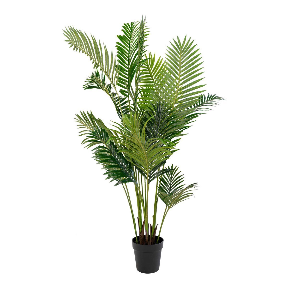 House Nordic - Areca palm