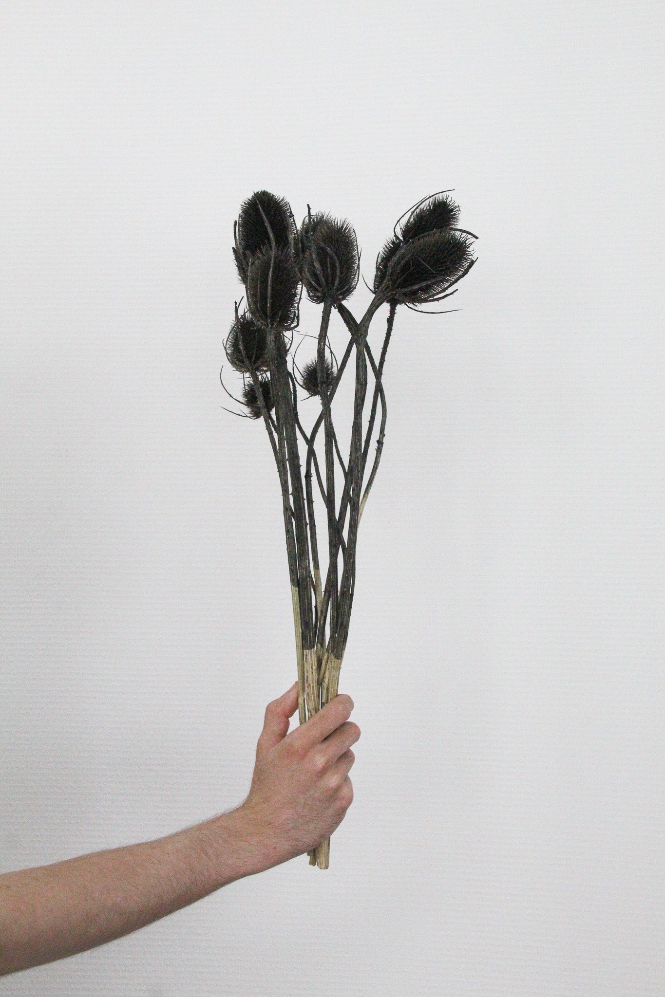 Couronne - Bouquet de fleurs séchées 'Dipsacus' (Noir)