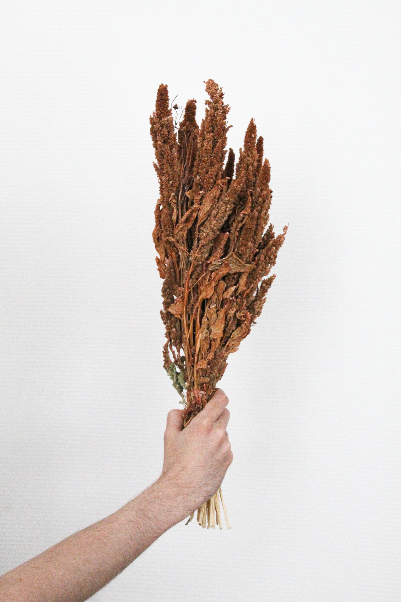 Couronne - Bouquet de fleurs séchées 'Amaranthus' (Terra)