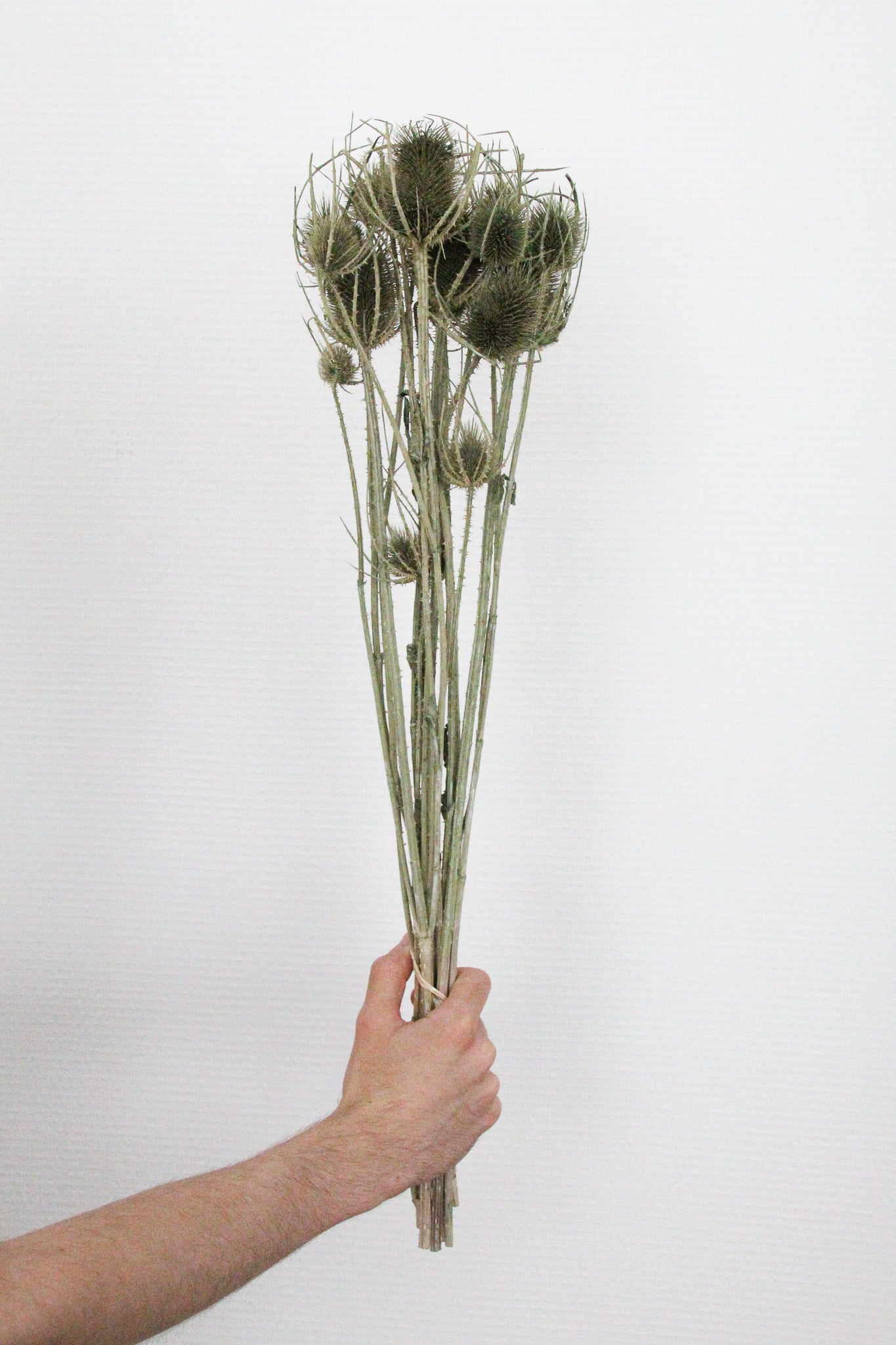 Couronne - Bouquet de fleurs séchées 'Dipsacus' (Vert clair)