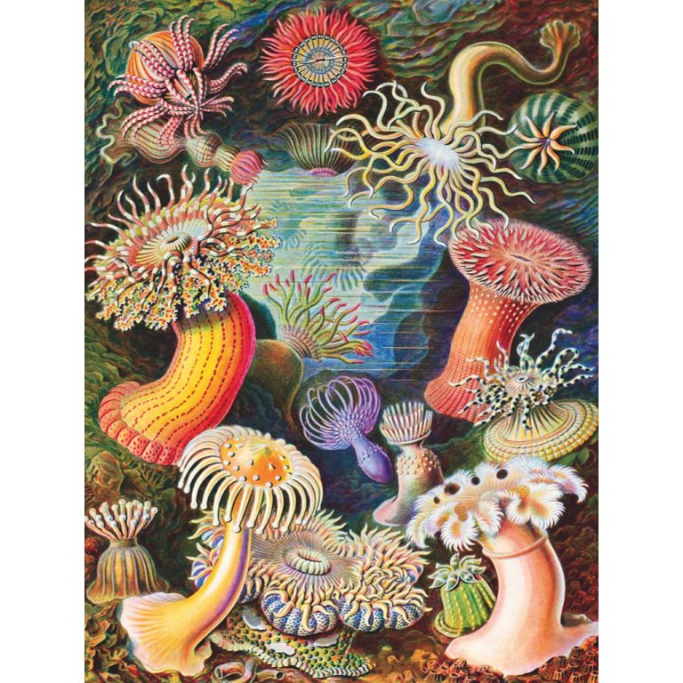 New York Puzzle Company - Puzzle 'Anémones de mer' (1000 pièces)