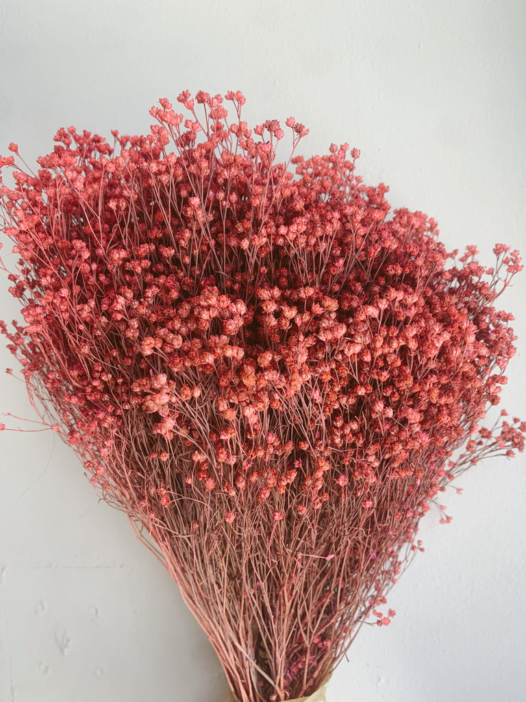 Uma Cantik - Trockenblumen 'Broom Bloom' (Rosa)