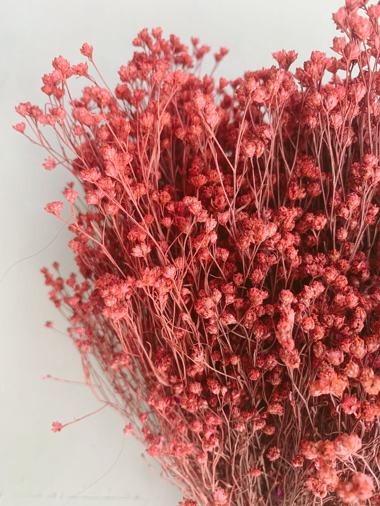 Uma Cantik - Droogbloemen 'Broom Bloom' (Roze)