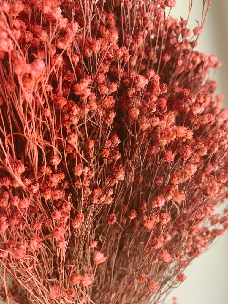 Uma Cantik - Droogbloemen 'Broom Bloom' (Roze)