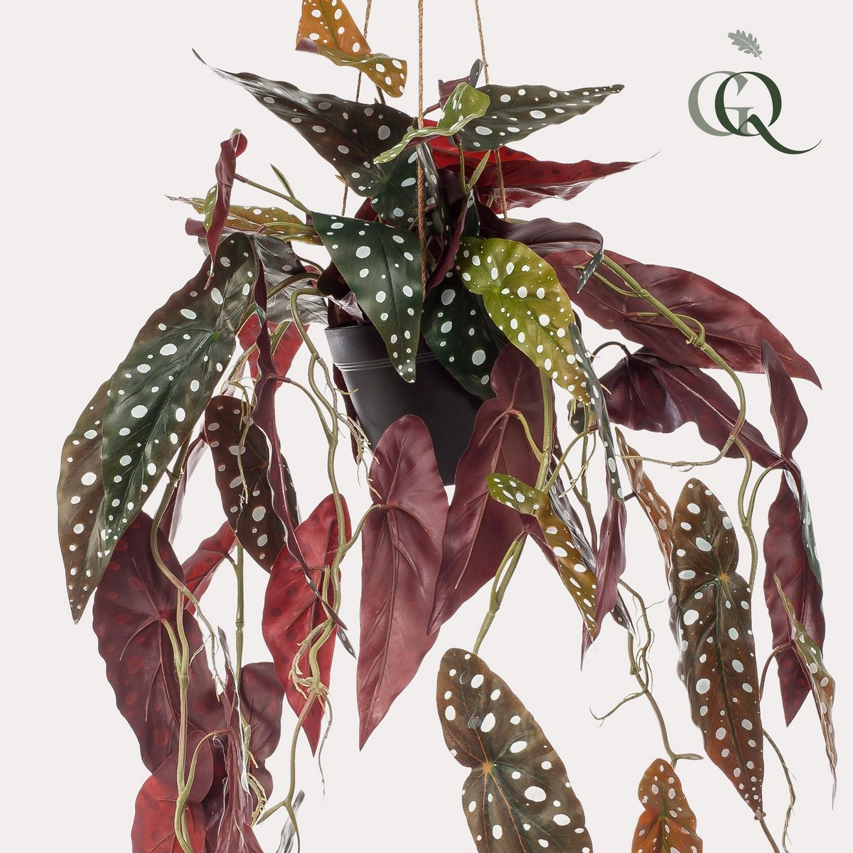 Green BoutiQ - Kunstplant - Begonia Maculata - Stippenbegonia - 80 cm