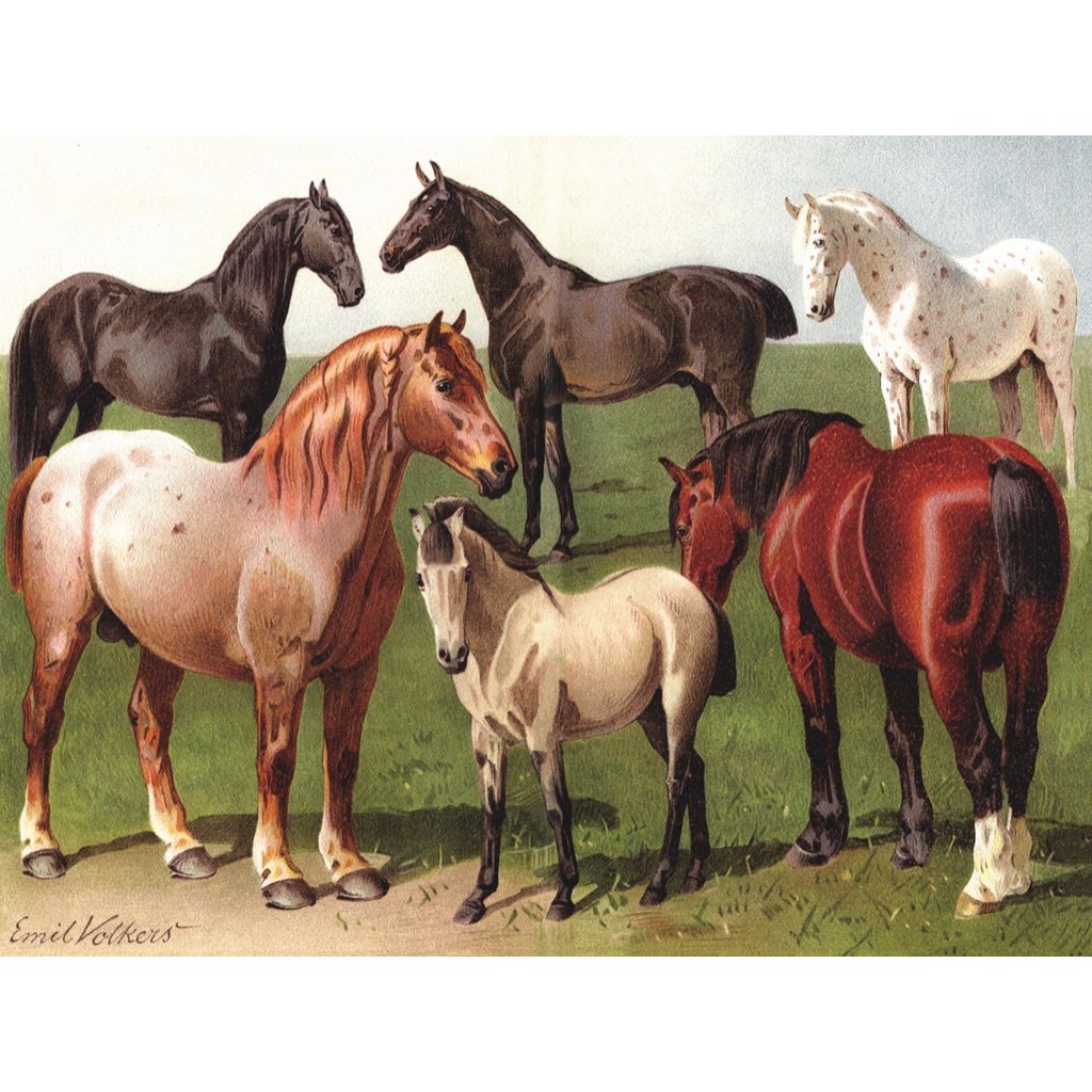 New York Puzzle Company - Puzzel 'Horse Breeds' (1000 stukjes)