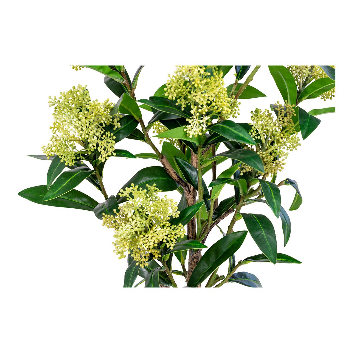 House Nordic - Arbre Skimmia - Vert