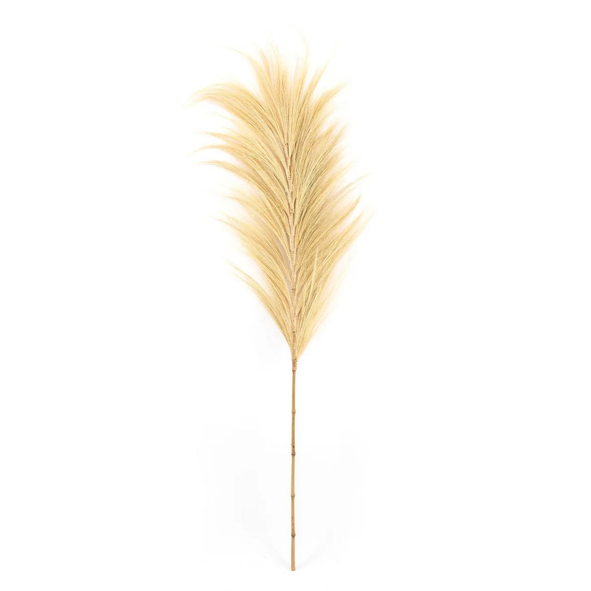 Bazar Bizar - Pampas decoratie 'Stunning Leaf' (Set van 6, Naturel)