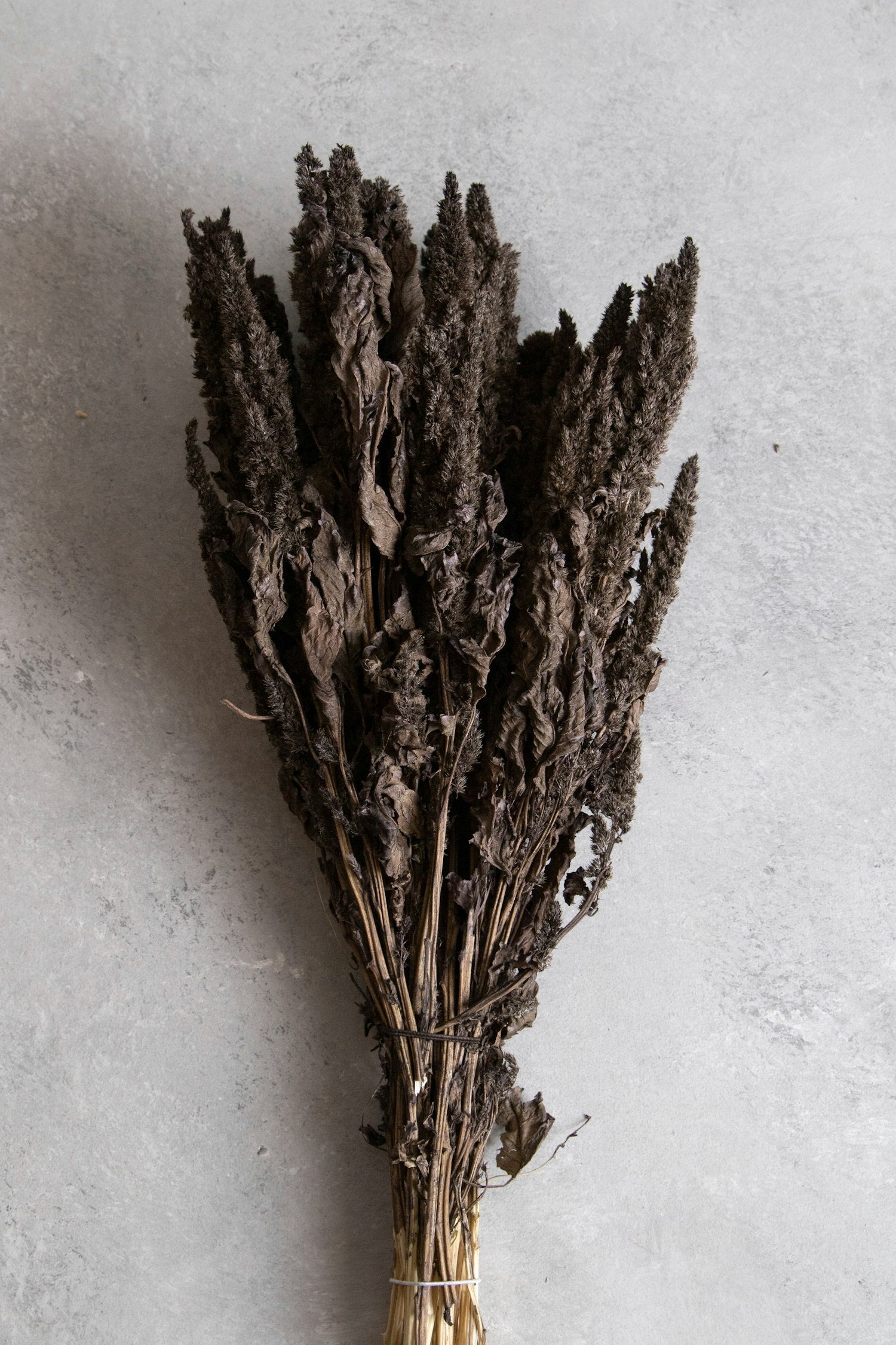 Couronne - Bundeltje gedroogde bloemen 'Amaranthus' (Brown)