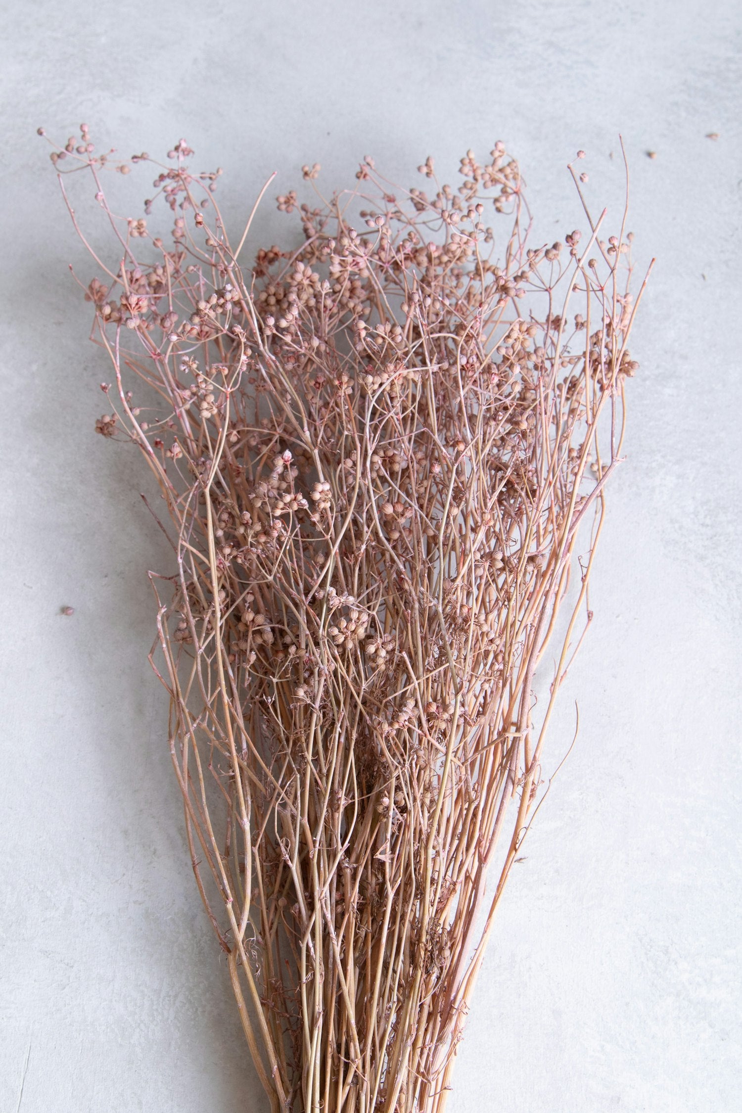 Couronne - Bundeltje gedroogde bloemen 'Coriander' (Pink)