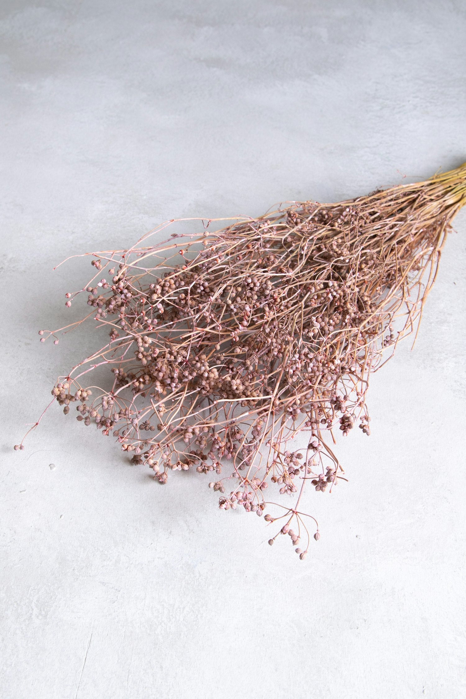 Couronne - Bundeltje gedroogde bloemen 'Coriander' (Pink)