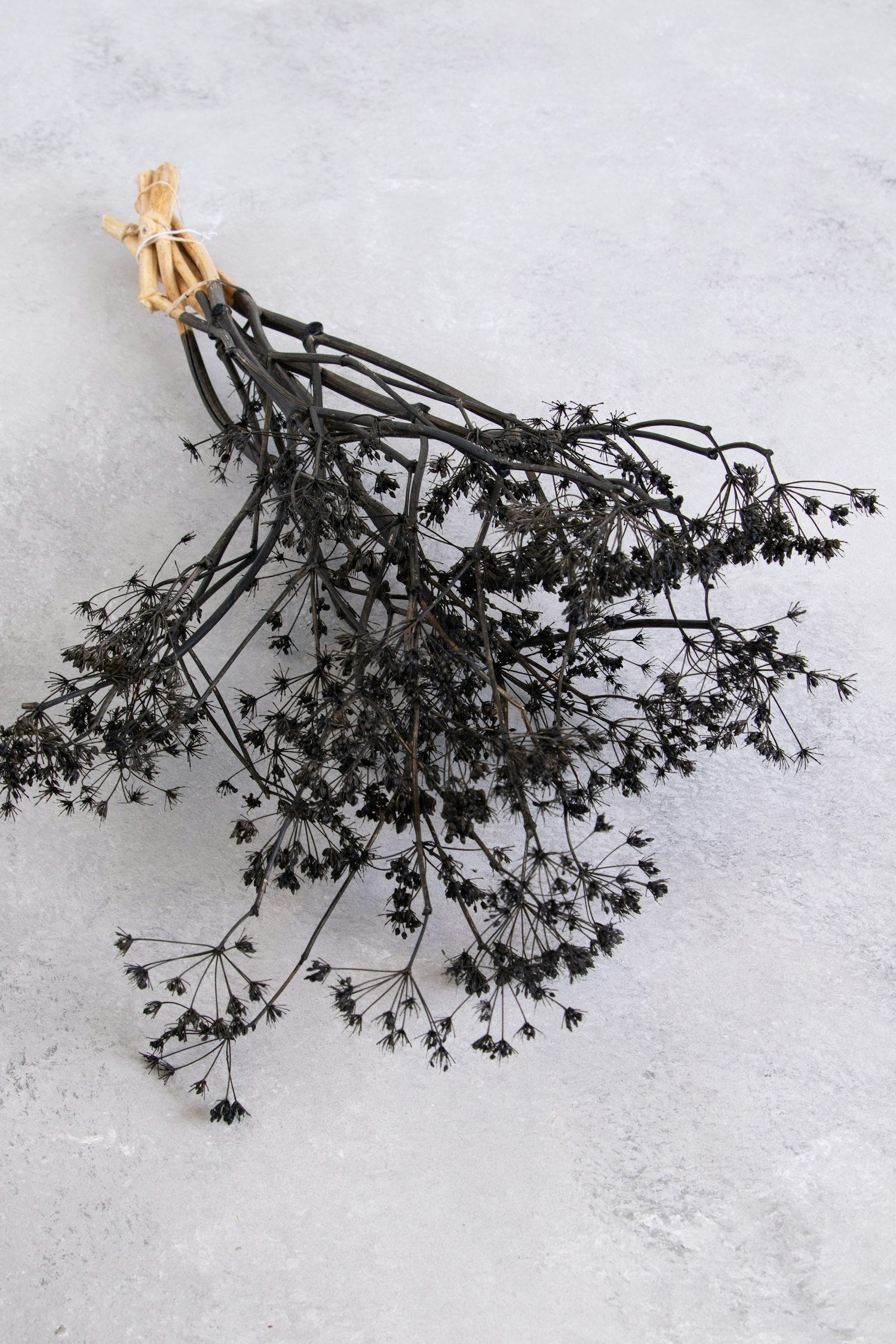 Couronne - Bundeltje gedroogde bloemen 'Dill' (Black)
