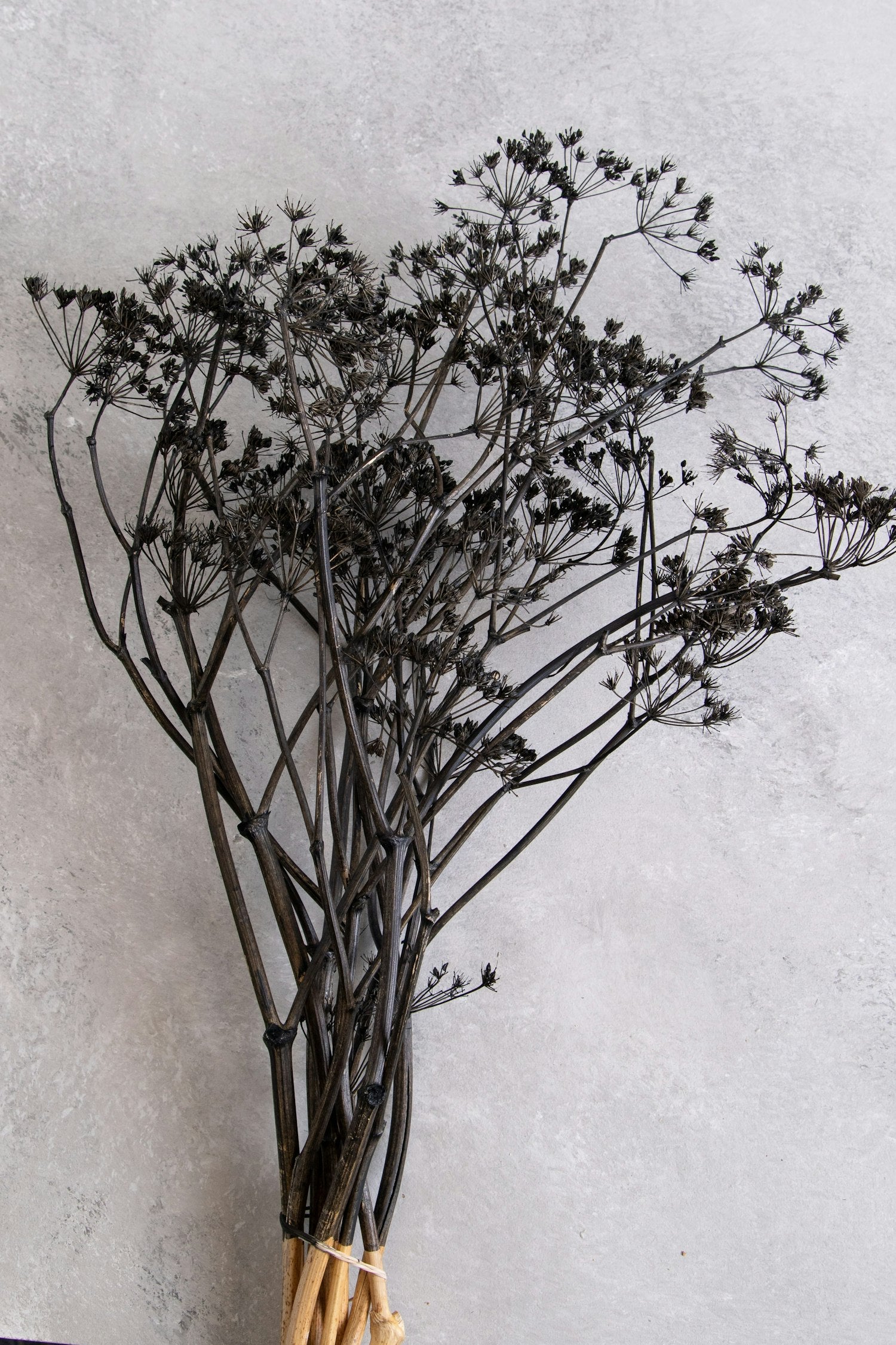 Couronne - Bundeltje gedroogde bloemen 'Dill' (Black)