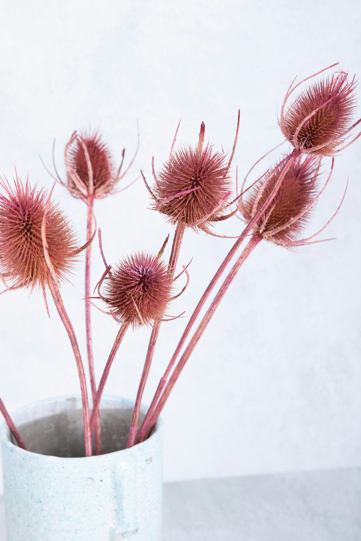 Couronne - Bundeltje gedroogde bloemen 'Dipsacus' (Old pink)