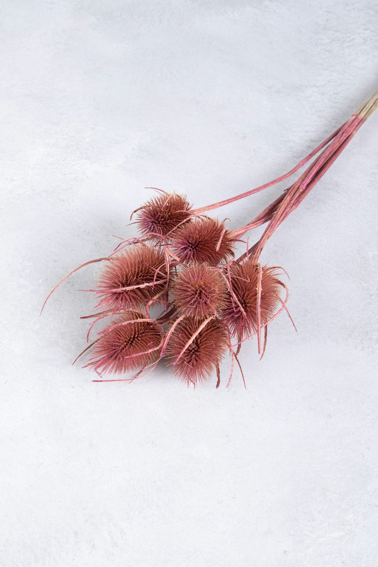 Couronne - Bundeltje gedroogde bloemen 'Dipsacus' (Old pink)