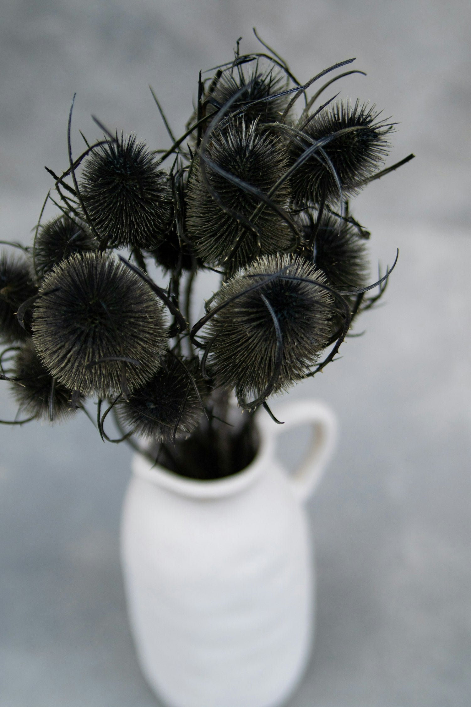 Couronne - Bundeltje gedroogde bloemen 'Dipsacus' (Black)