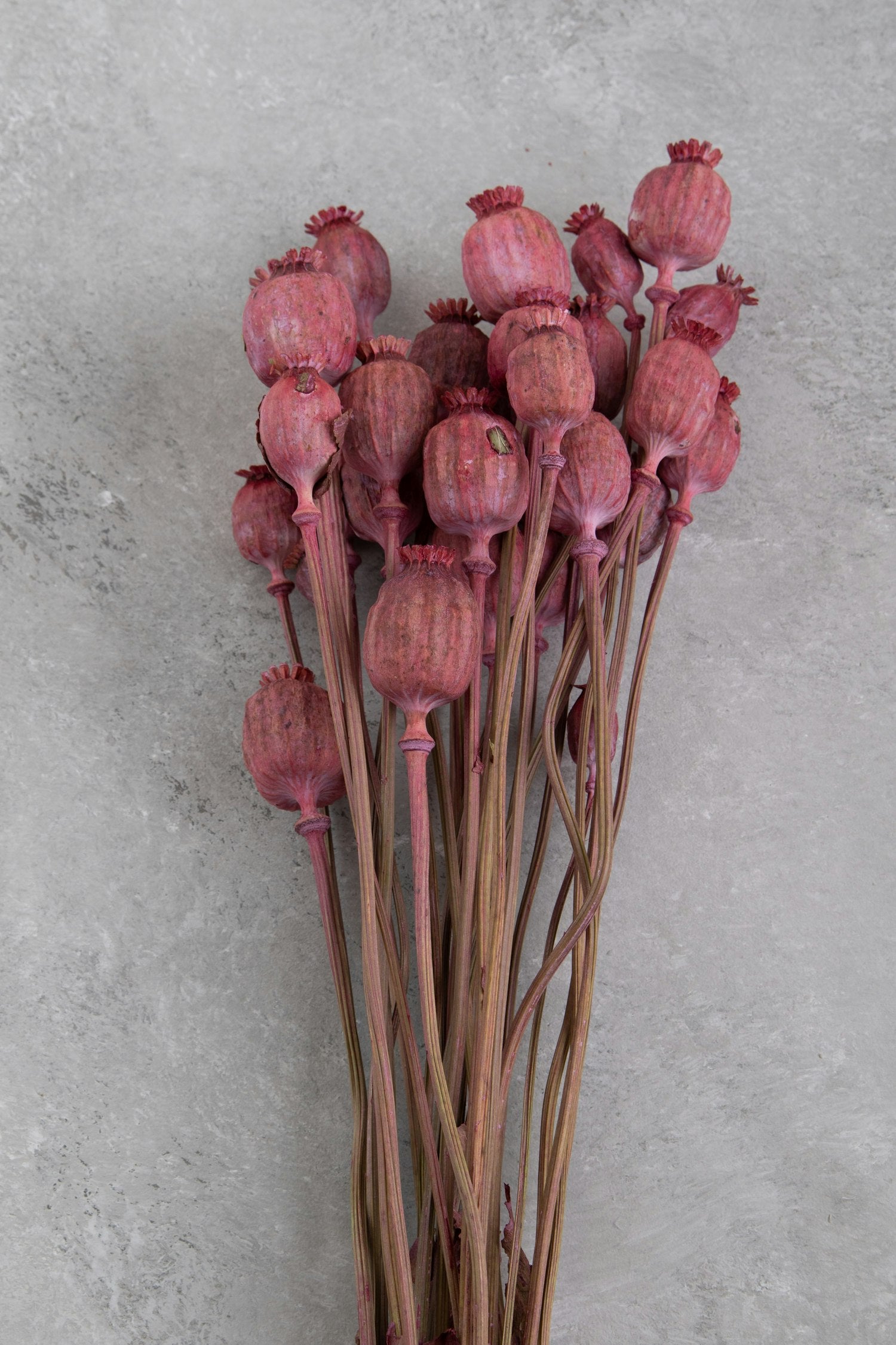Couronne - Bundeltje gedroogde bloemen 'Papaver' (Old pink)