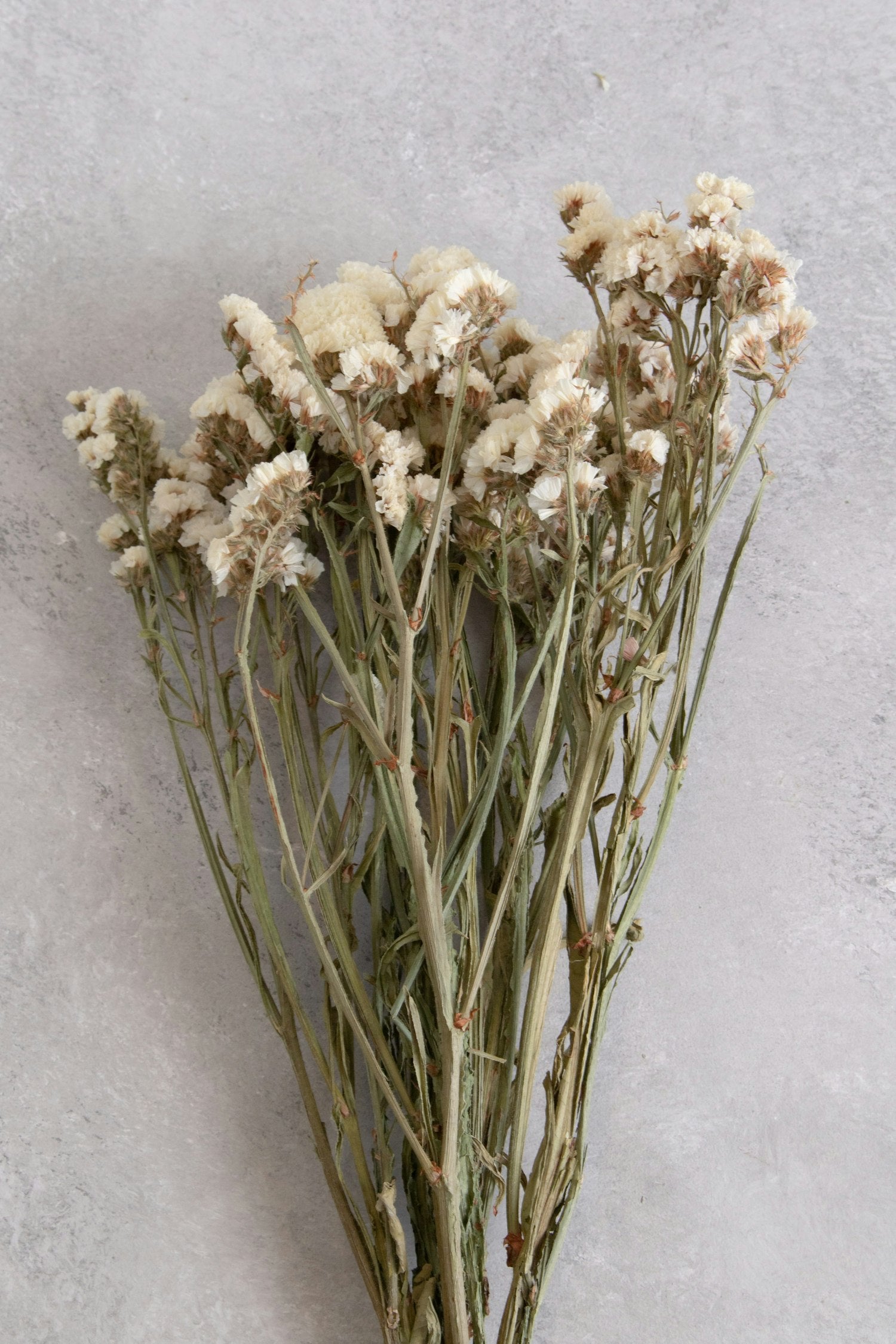 Couronne - Bundeltje gedroogde bloemen 'Statice' (White)