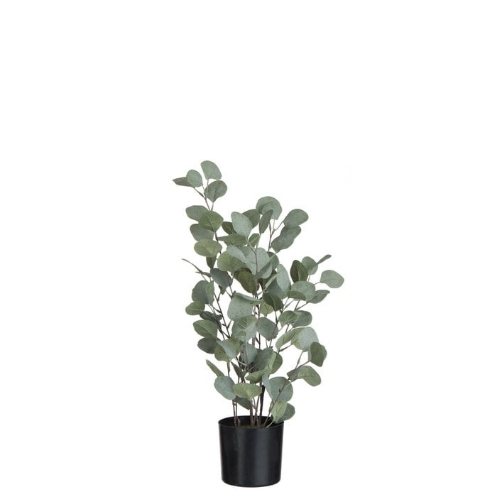J-Line - Eucalyptus in pot 'Cooper' (Groen, Maat L)